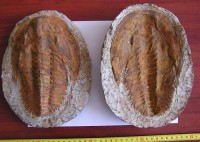 /album/kepgaleria-fenykepgaleria2/trilobita-acadoparadoxides-muroensis-1-jpg/